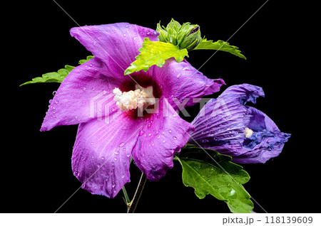 Blooming pink malva sylvestris on a black background 118139609