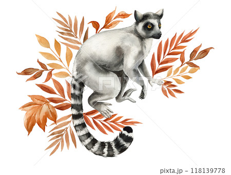 lemur, tropical leaves watercolor isolated on white background, Safari animal, autumn plant. Jungle autumn floral lemur, tropical leaves watercolor isolated on white background, Safari animal, autumn plant. Jungle autumn floral 118139778