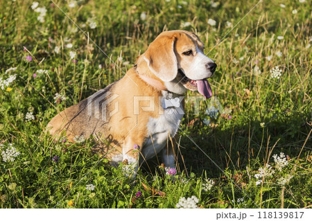 A cute beagle is sitting in the grass, tongue out, enjoying the day 118139817
