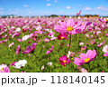 藤原宮のコスモス畑 118140145