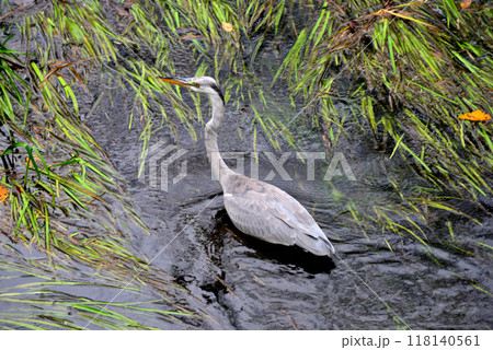 餌を探すアオサギ 餌を探すアオサギ 118140561