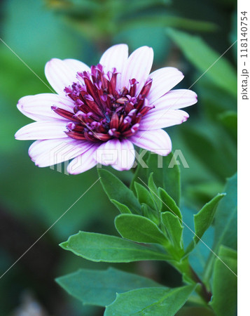 オステオスペルマムの花 オステオスペルマムの花 118140754