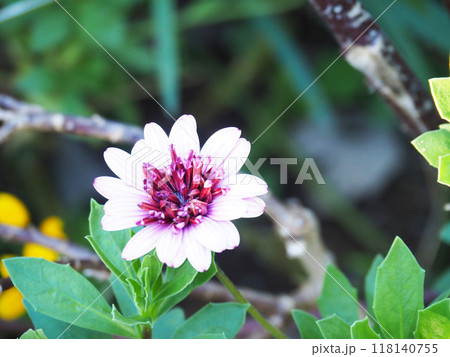 オステオスペルマムの花 オステオスペルマムの花 118140755
