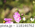 コスモスの花にとまる赤とんぼ（アキアカネ） 118140762