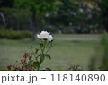雨のバラ 118140890