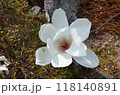 ハクモクレン 118140891