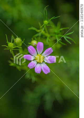 高原に咲く秋桜 118140970