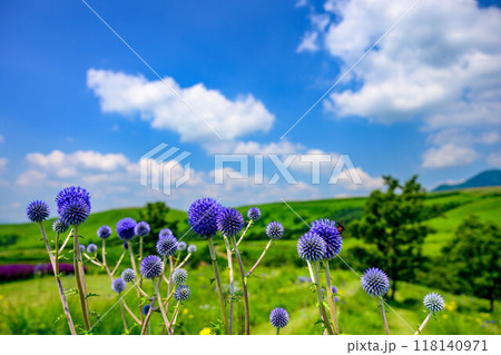 夏のヒゴタイ公園 118140971