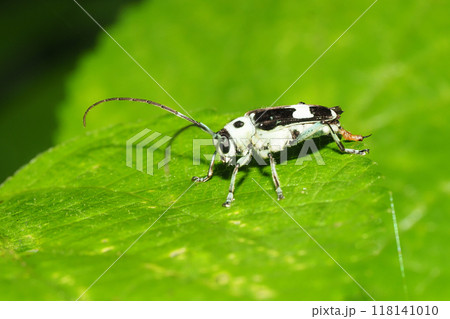 ラミーカミキリ 118141010