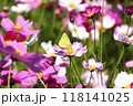 コスモスの花畑で花の蜜を吸うモンキチョウのオス 118141025