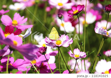 コスモスの花畑で花の蜜を吸うモンキチョウのオス コスモスの花畑で花の蜜を吸うモンキチョウのオス 118141025