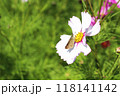 コスモスの花の蜜を吸うイチモンジセセリ 118141142