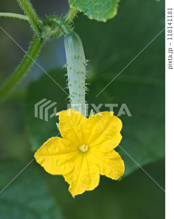 キュウリの雌花 キュウリの雌花 118141181
