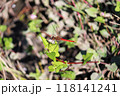 田んぼに飛来した赤とんぼ 118141241