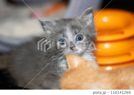 A charming gray and white kitten with striking blue eyes is gazing at the camera 118141269