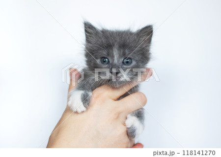 A person is gently holding a small gray and white kitten in their hand 118141270