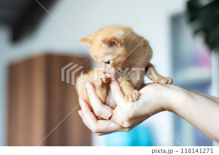A person is gently holding a small, adorable orange kitten in their hands 118141271