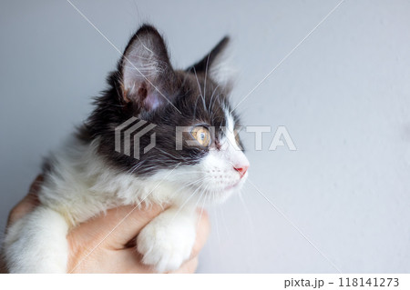 A person is gently cradling a small black and white kitten in their hands 118141273