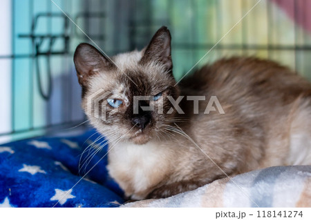 A cat that has beautiful blue eyes is currently laying on a blue blanket 118141274