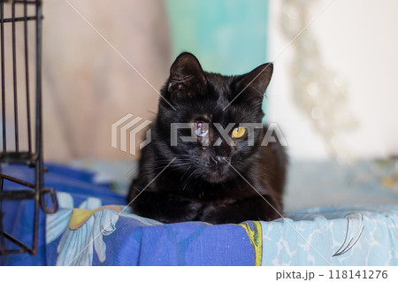 A black cat with striking yellow eyes is comfy on a soft bed 118141276
