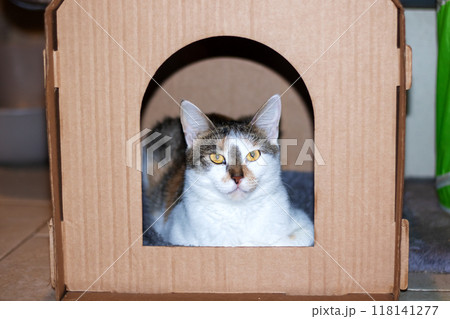 A cat is comfortably laying in a cardboard box and looking outside 118141277