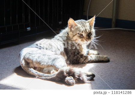 A cat rests near a cage, a carnivorous mammal with whiskers and a tail 118141286