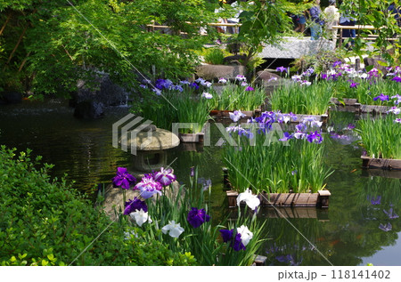 鎌倉　長谷寺の花菖蒲 118141402