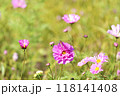 コスモスにとまるトンボ 118141408