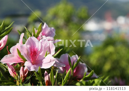 ツツジの赤い花 118141513