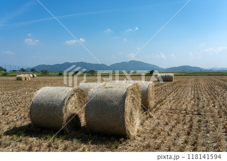 稲WCSの収穫 稲WCSの収穫 118141594