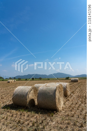 稲WCSの収穫 稲WCSの収穫 118141596