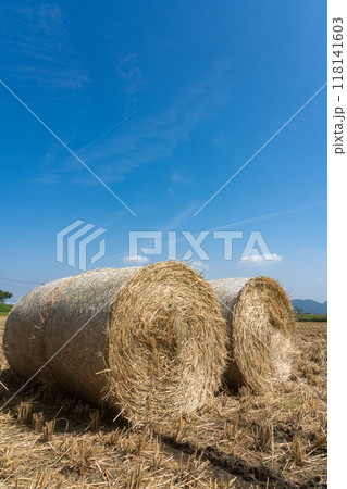 稲WCSの収穫 稲WCSの収穫 118141603