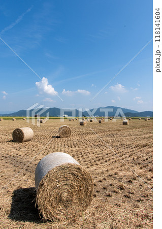 稲WCSの収穫 稲WCSの収穫 118141604