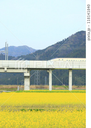北陸新幹線と菜の花畑 118141840