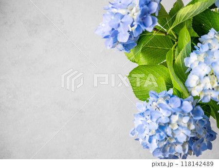 Beautiful bouquet of blue hydrangea on a gray texture background.  118142489