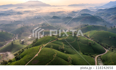 Beautiful aerial view of Long Coc tea hills. Long Coc in Phu Tho Province, Vietnam 118142658