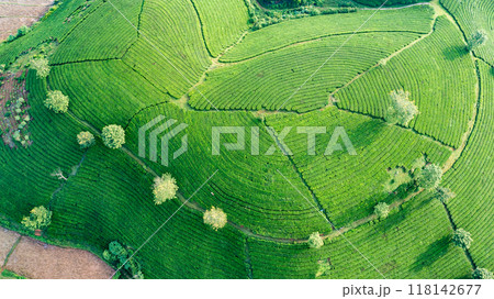Beautiful aerial view of Long Coc tea hills. Long Coc in Phu Tho Province, Vietnam 118142677