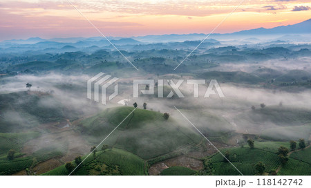 Beautiful aerial view of Long Coc tea hills. Long Coc in Phu Tho Province, Vietnam Beautiful aerial view of Long Coc tea hills. Long Coc in Phu Tho Province, Vietnam 118142742
