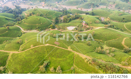 Beautiful aerial view of Long Coc tea hills. Long Coc in Phu Tho Province, Vietnam 118142766