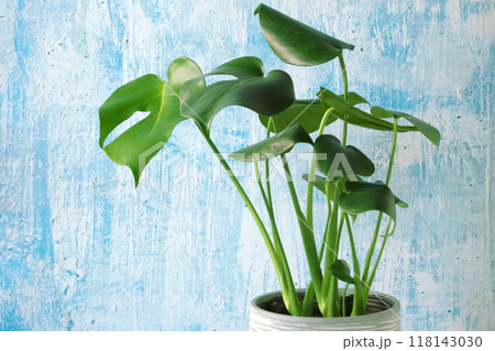 キレイなモンステラ 118143030