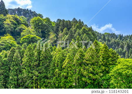 春の宮ヶ瀬湖畔園地 　新緑イメージ 118143201