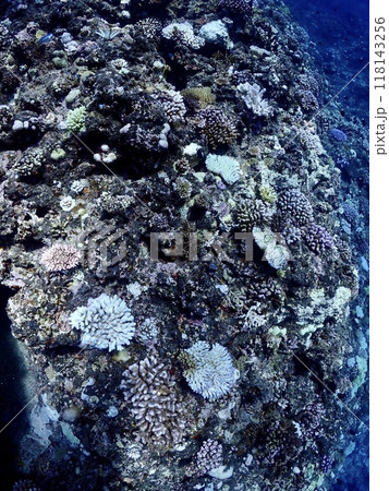 サンゴの白化現象が起きている宮古島の海中 118143256