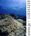 サンゴの白化現象が起きている宮古島の海中 118143258