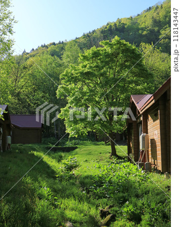 札幌市定山渓の涼やかな朝の新緑の森 118143447