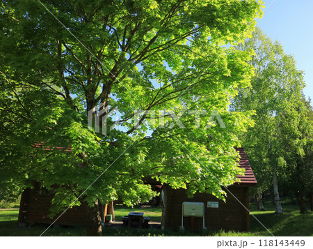 札幌市定山渓の涼やかな早朝の新緑の森 118143449