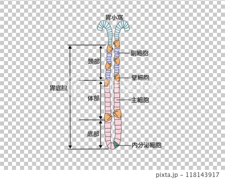 Anatomy and physiology of the digestive system: fundic glands 118143917