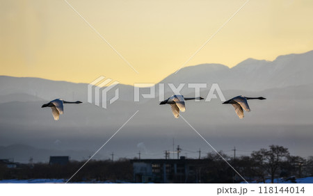 夕陽に染まる白鳥のシルエット姿が美しい 118144014