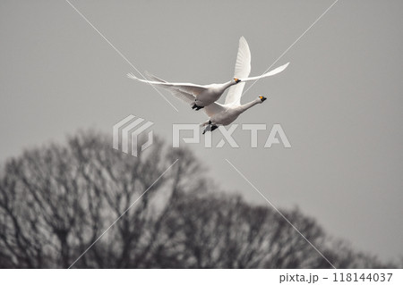 樹氷を背景に飛ぶ白鳥、枯れ木と白鳥、群れで飛ぶ姿が綺麗 樹氷を背景に飛ぶ白鳥、枯れ木と白鳥、群れで飛ぶ姿が綺麗 118144037