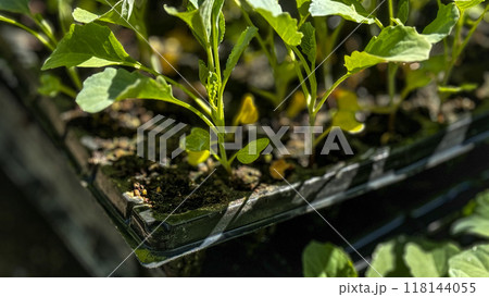 young sprout growing from seed young sprout growing from seed 118144055