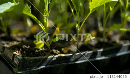 young green pepper in a bucket 118144056